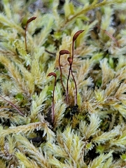 Climacium dendroides