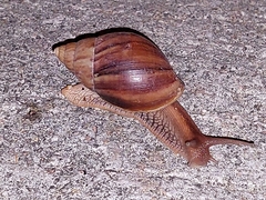 Lissachatina