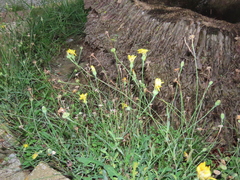 Reichardia picroides