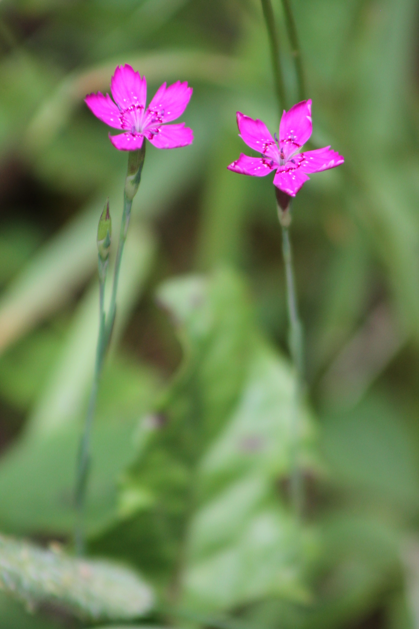 Dianthus deltoides ssp. deltoides