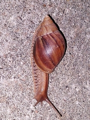 Lissachatina