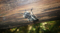 Tophoderes frenatus