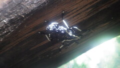 Tophoderes frenatus
