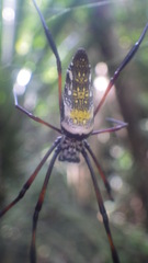 Trichonephila inaurata