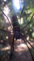 Trichonephila inaurata