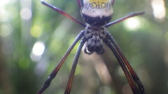 Trichonephila inaurata