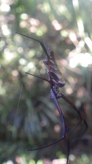 Trichonephila inaurata