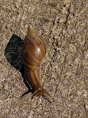 Lissachatina