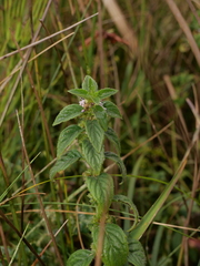 Mentha arvensis