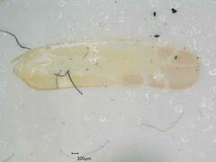 Lindbergina aurovittata