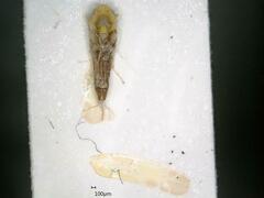 Lindbergina aurovittata