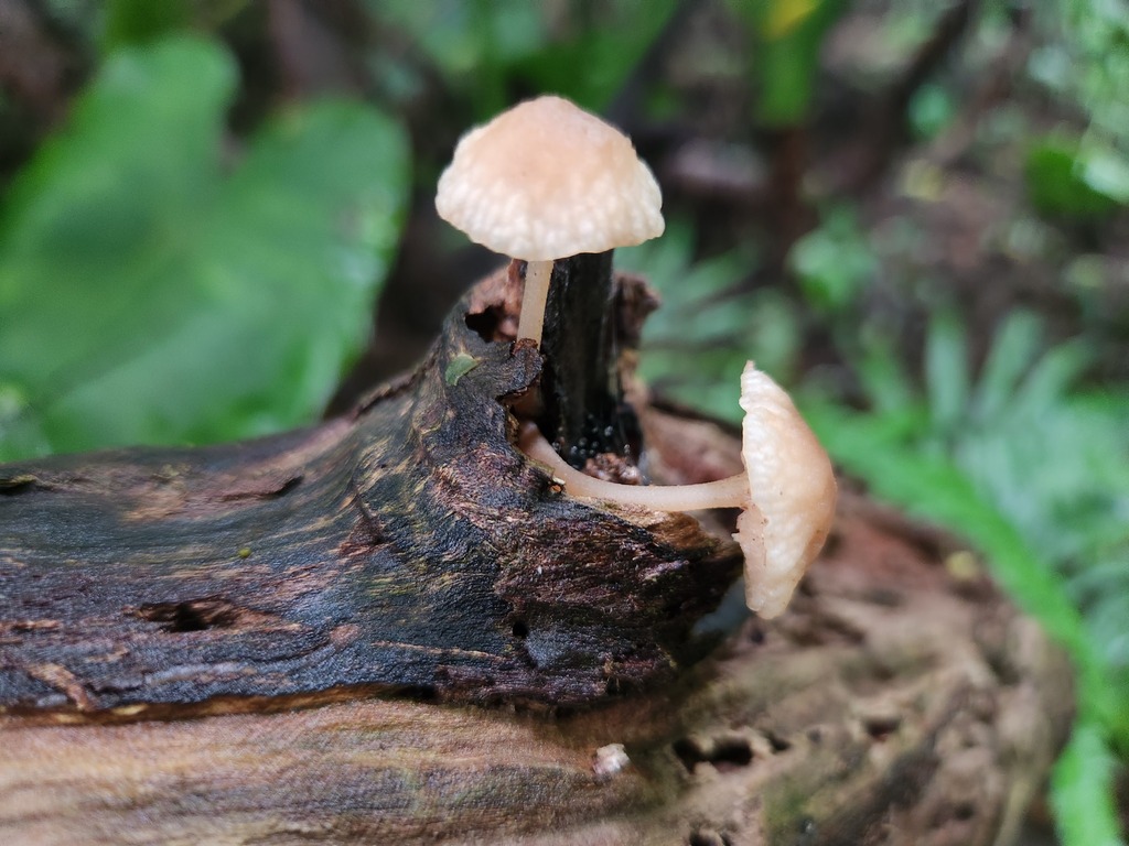 Favolaschia manipularis · November 2022 · photo: © deerjacksonhu (iNaturalist, cc-by)