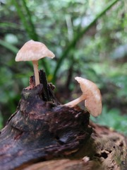 Favolaschia manipularis