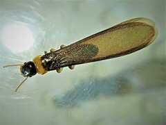 Kalotermes flavicollis