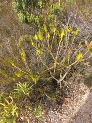 Leucadendron laureolum
