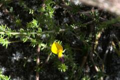 Aspalathus retroflexa