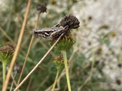 Paraidemona