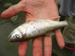 Opsariichthys pachycephalus