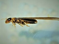 Kalotermes flavicollis