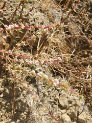Salsola soda