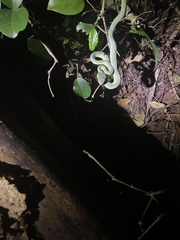 Craspedocephalus gramineus