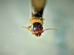 Kalotermes flavicollis