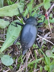 Blaps lusitanica