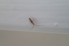 Entomobryoidea