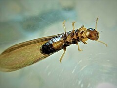 Kalotermes flavicollis