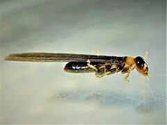 Kalotermes flavicollis