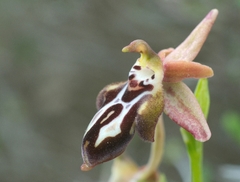 Ophrys cretica
