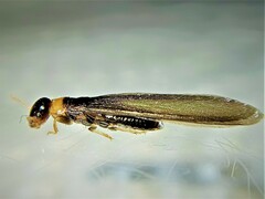 Kalotermes flavicollis