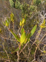 Leucadendron laureolum