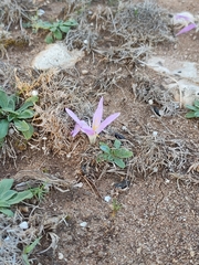 Colchicum filifolium