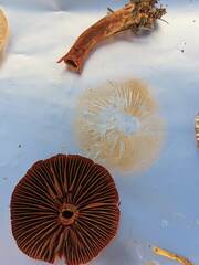 Cortinarius sanguineus