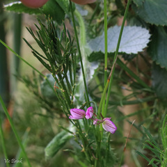 Polygalaceae