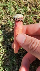 Lysurus periphragmoides