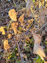 Smilax lasioneura