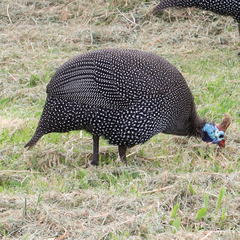 Numida meleagris coronatus