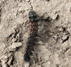 Lepidoptera