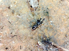 Phrurolinillus lisboensis