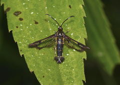 Carmenta ithacae