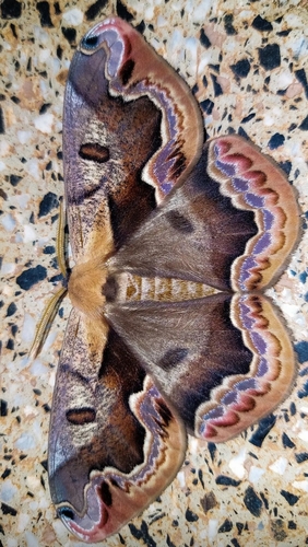 Arsenura angulatus
