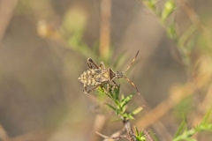 Leptoglossus phyllopus
