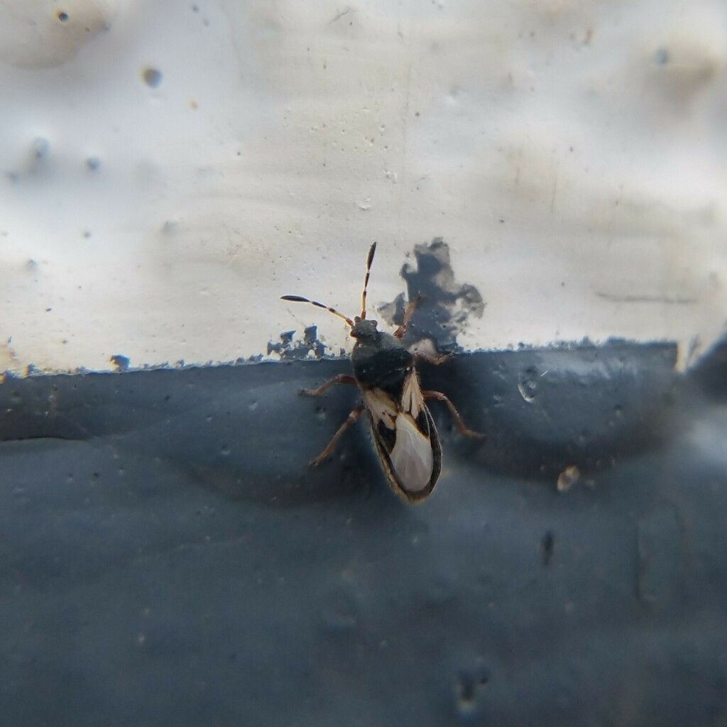 Southern Chinch Bug
