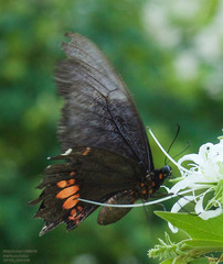 Heraclides anchisiades