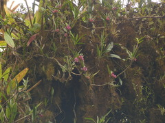 Maxillaria