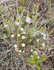 Phylica purpurea