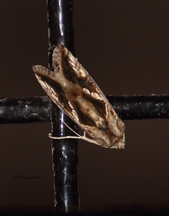 Chrysodeixis eriosoma