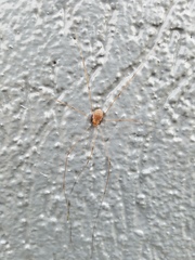 Leiobunum
